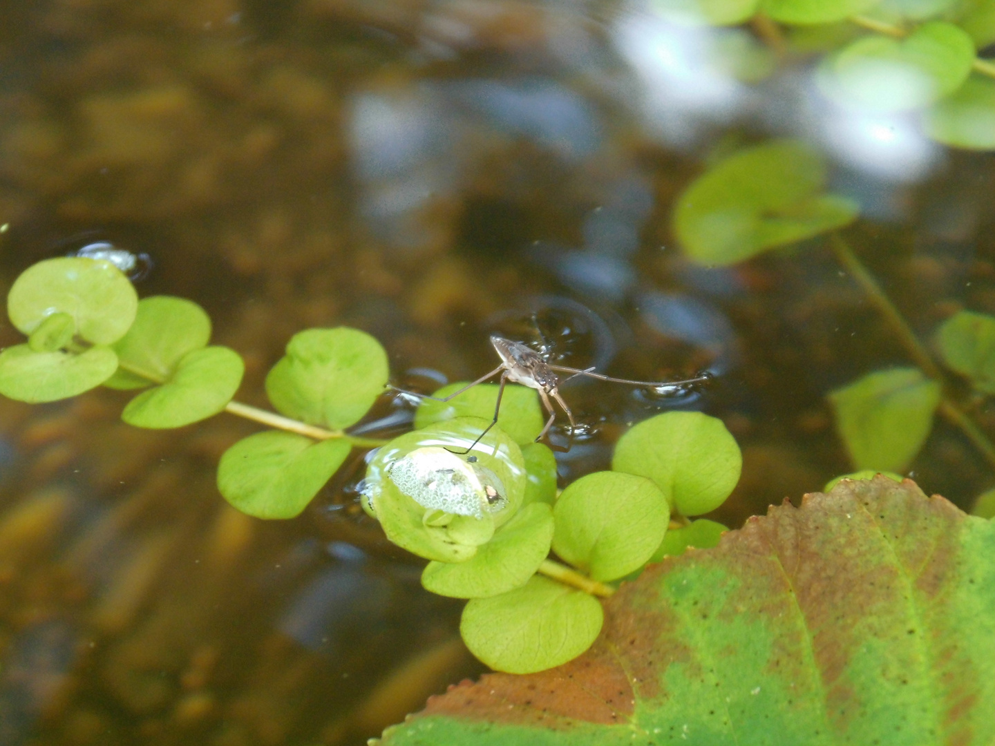 Wasserläufer