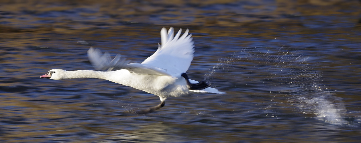 Wasserläufer