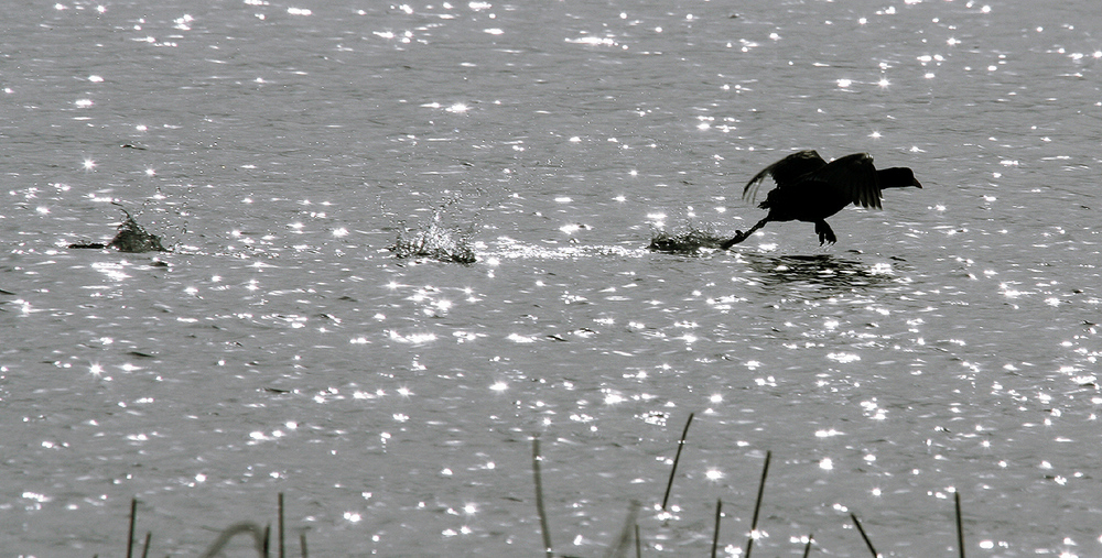 Wasserläufer