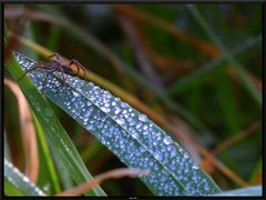 Wasserläufer