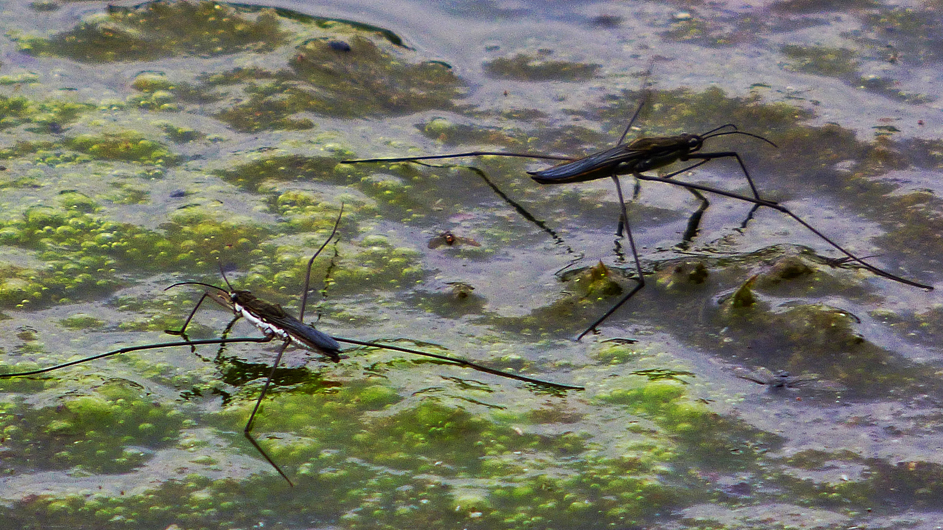  Wasserläufer 1