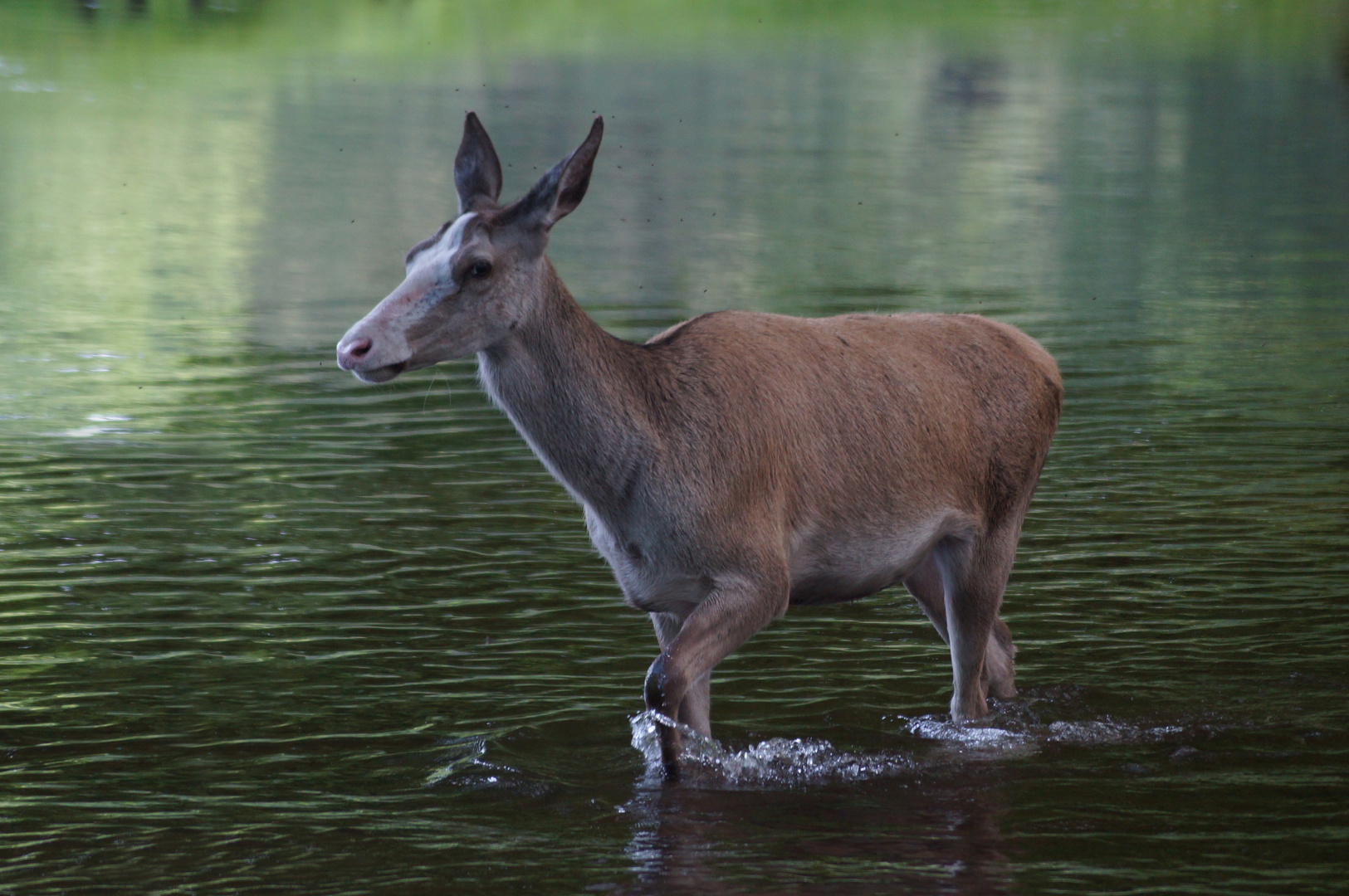 Wasserläufer