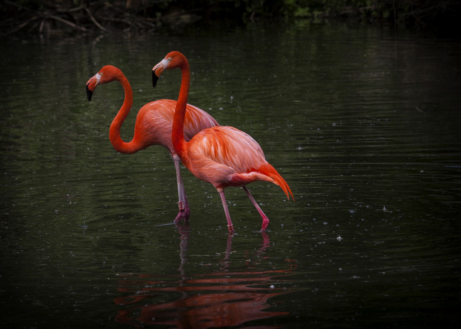 Wasserläufer