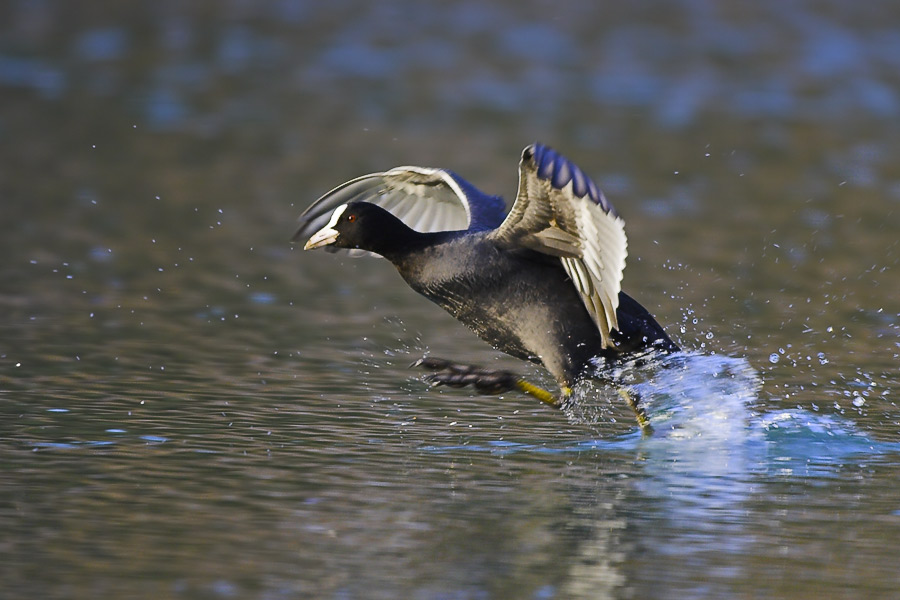 Wasserläufer