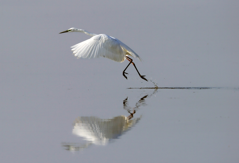 Wasserläufer