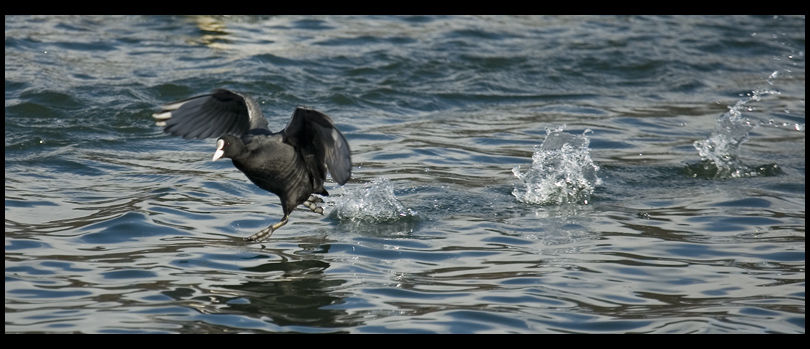 Wasserläufer