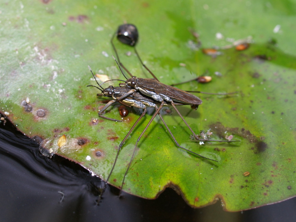 Wasserläufer 2