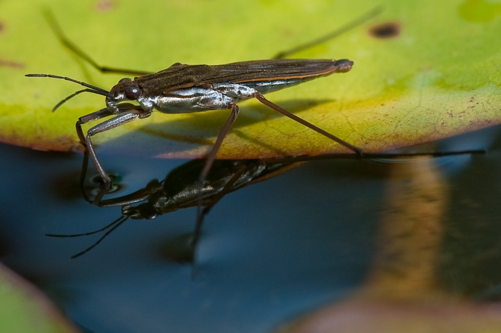 Wasserläufer 2