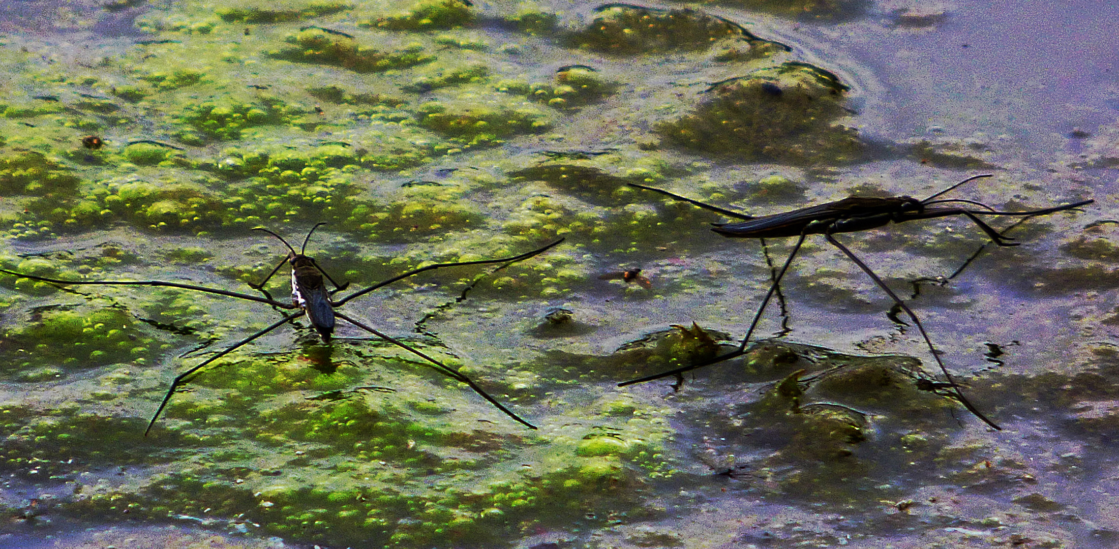  Wasserläufer 2