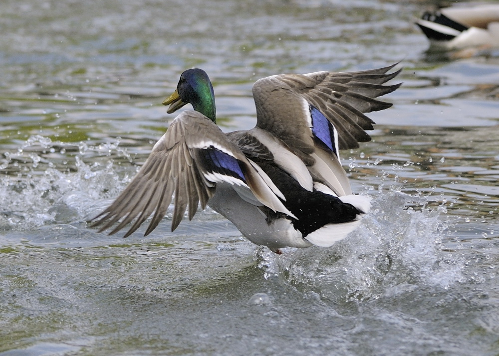 Wasserläufer