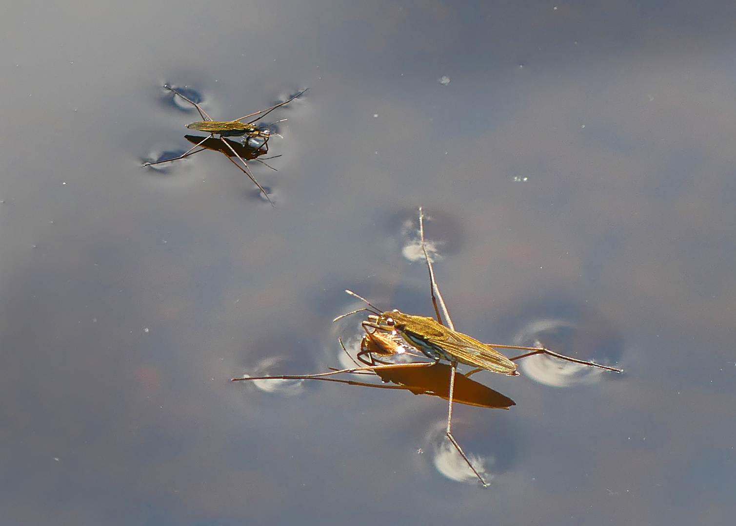 Wasserläufer