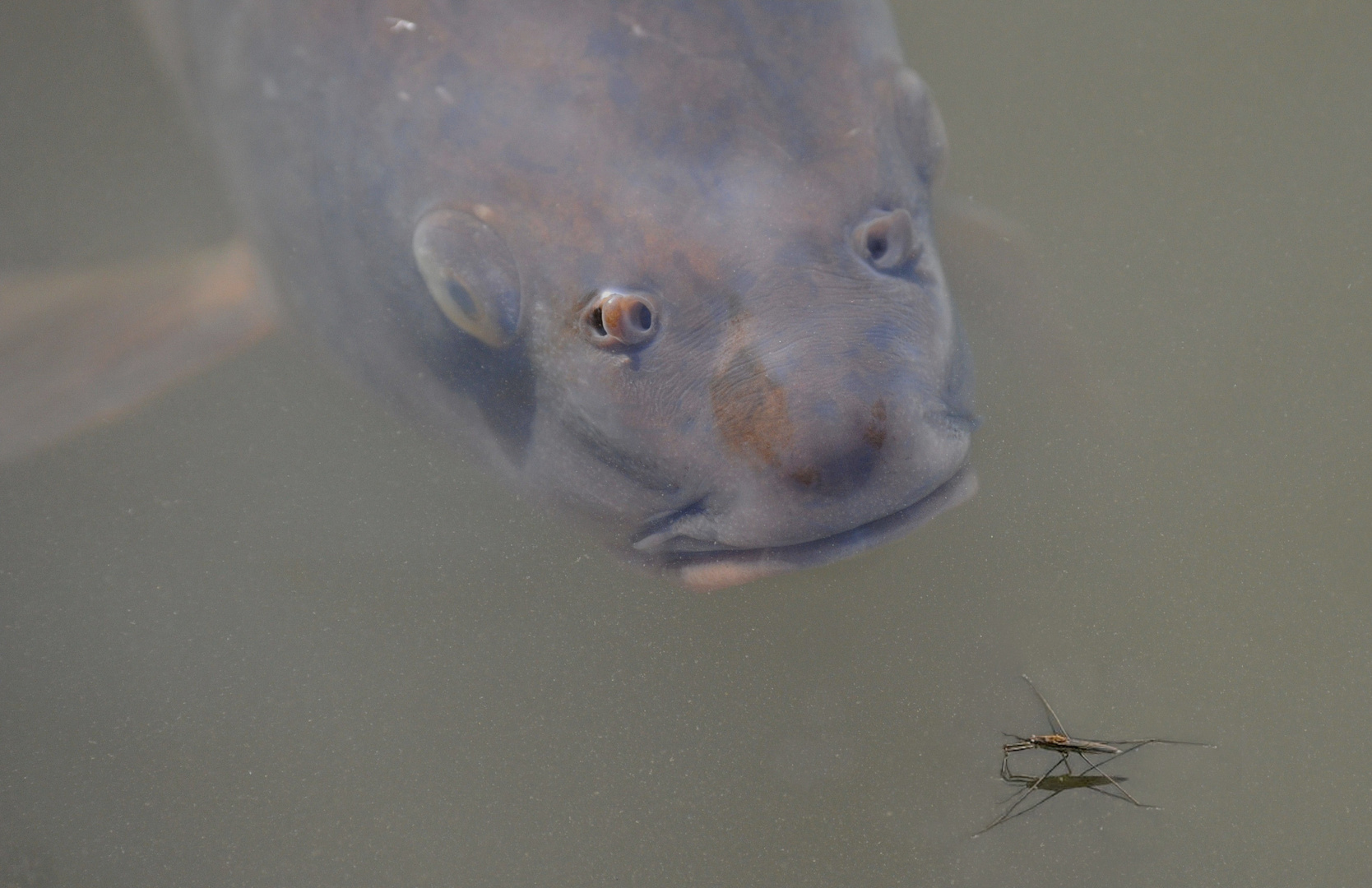 Wasserläufer