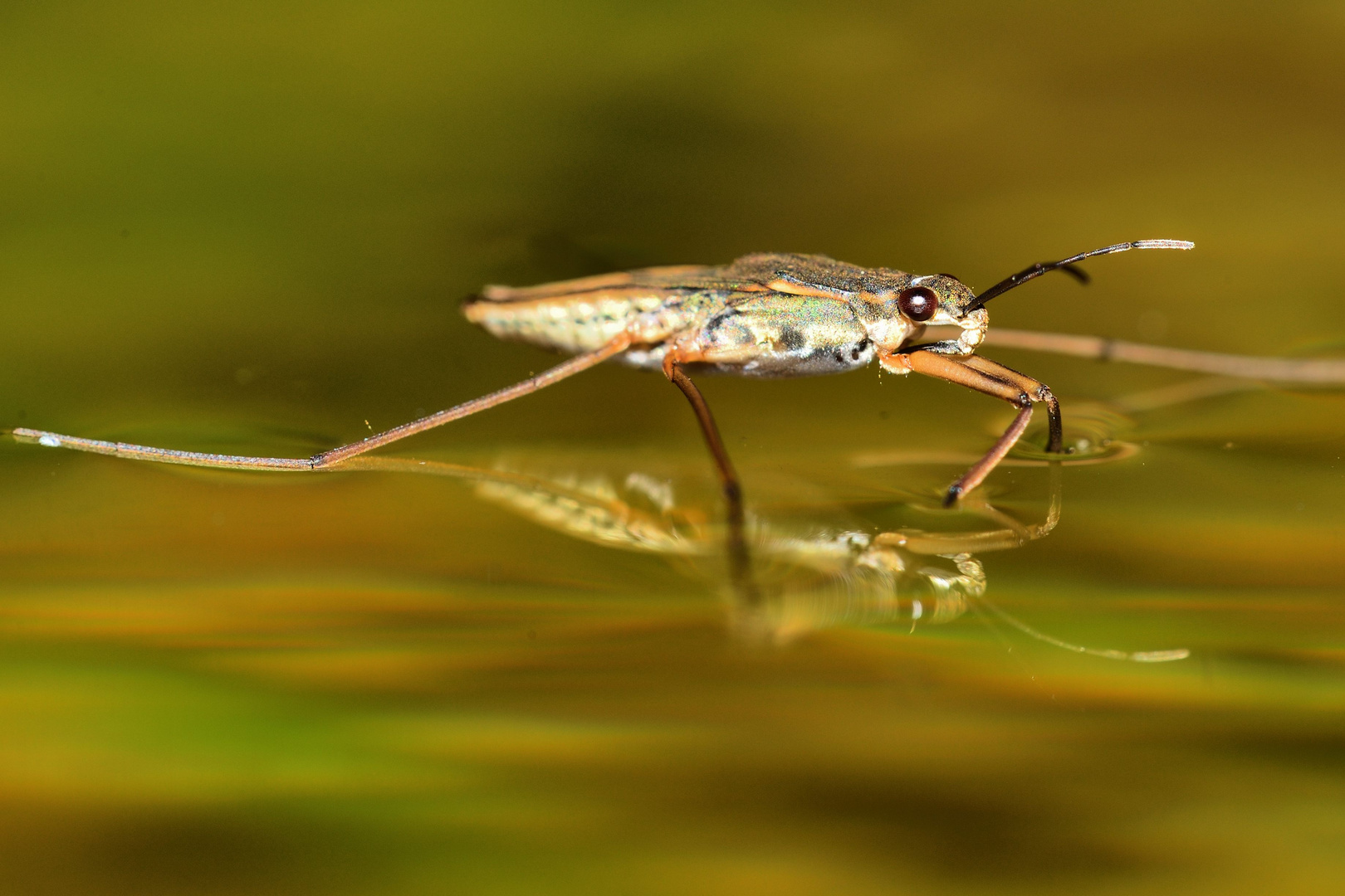 Wasserläufer