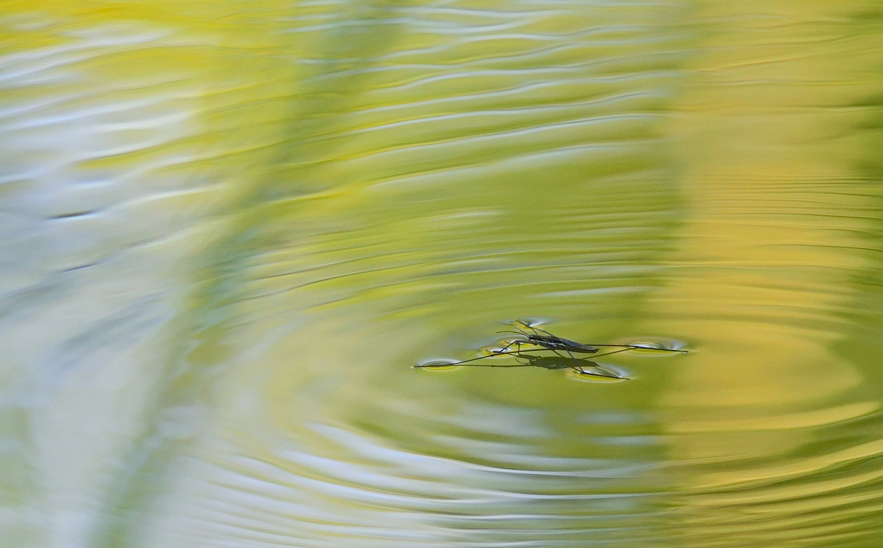 Wasserläufer