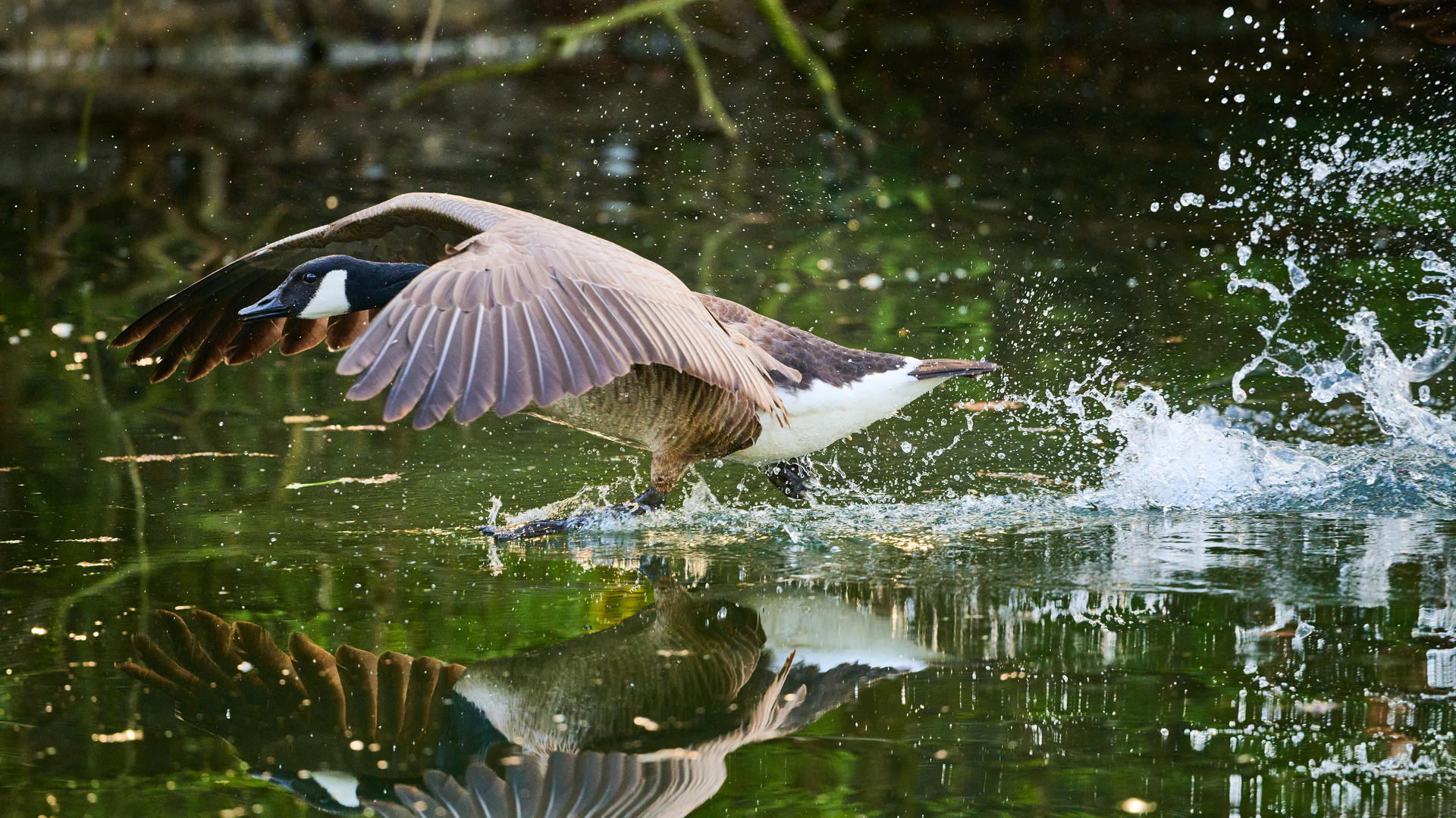 Wasserläufer