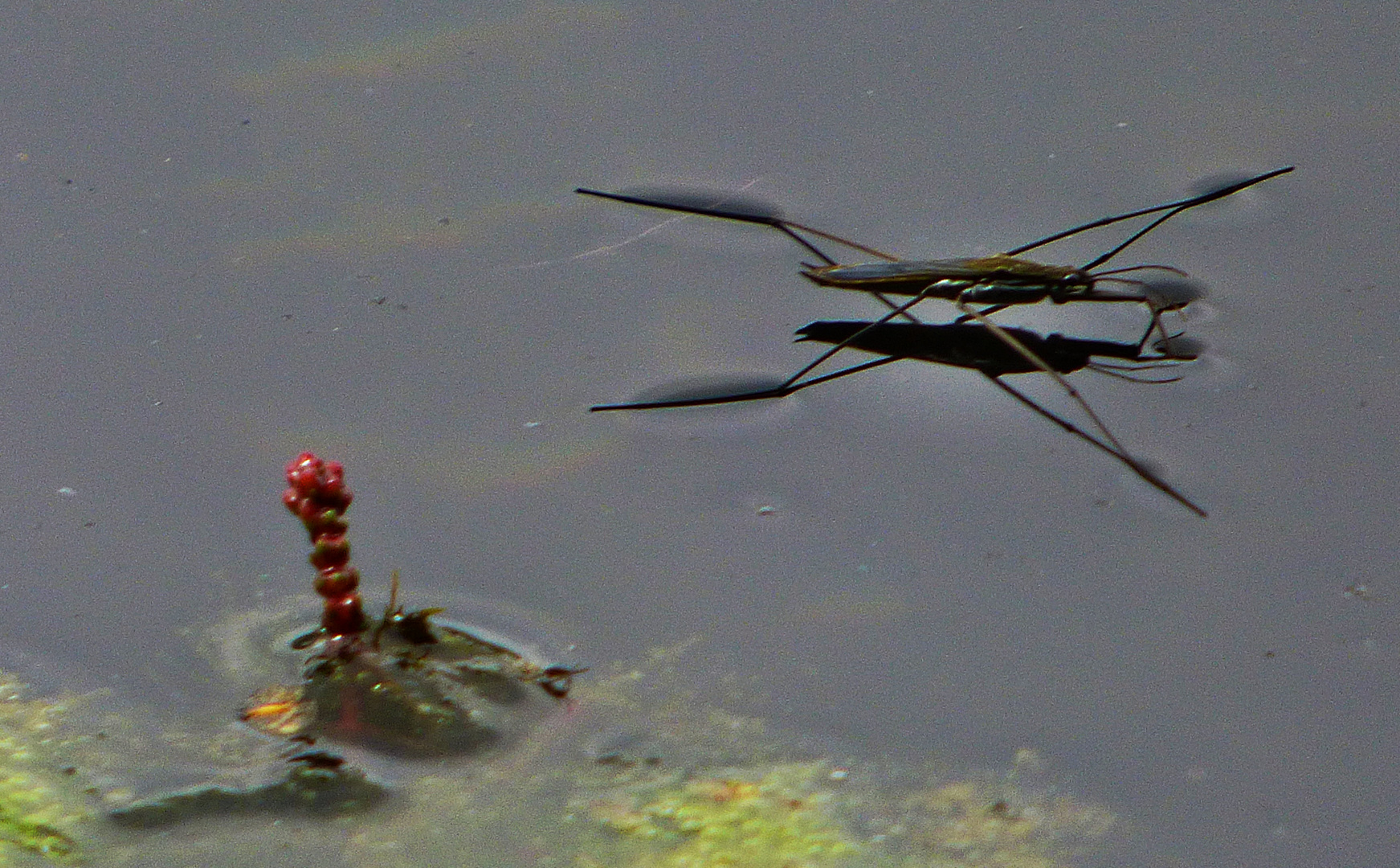  Wasserläufer 3