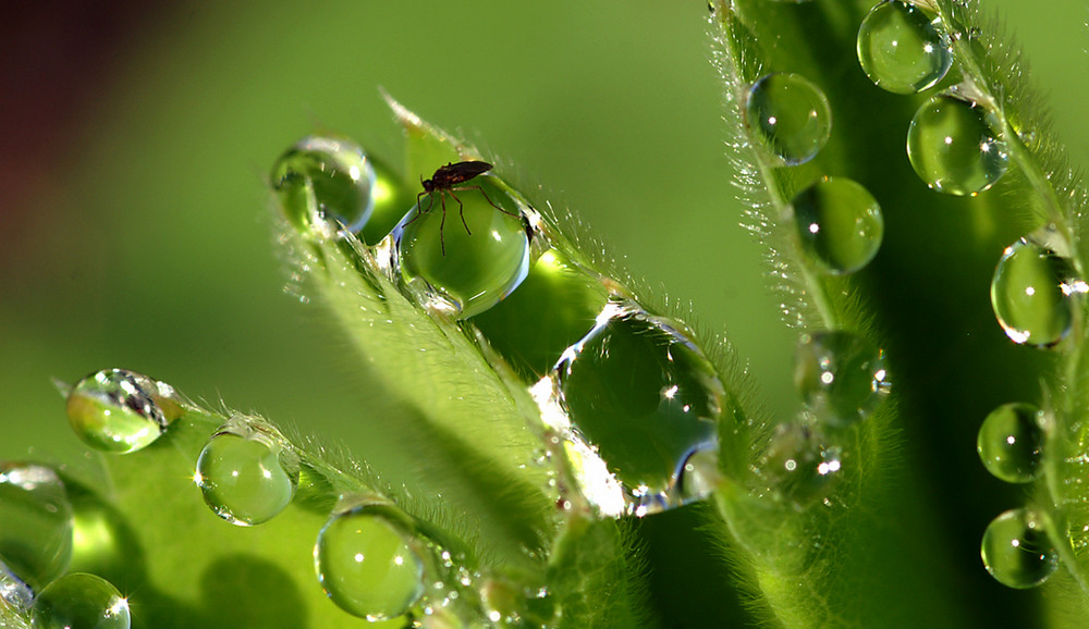 Wasserläufer