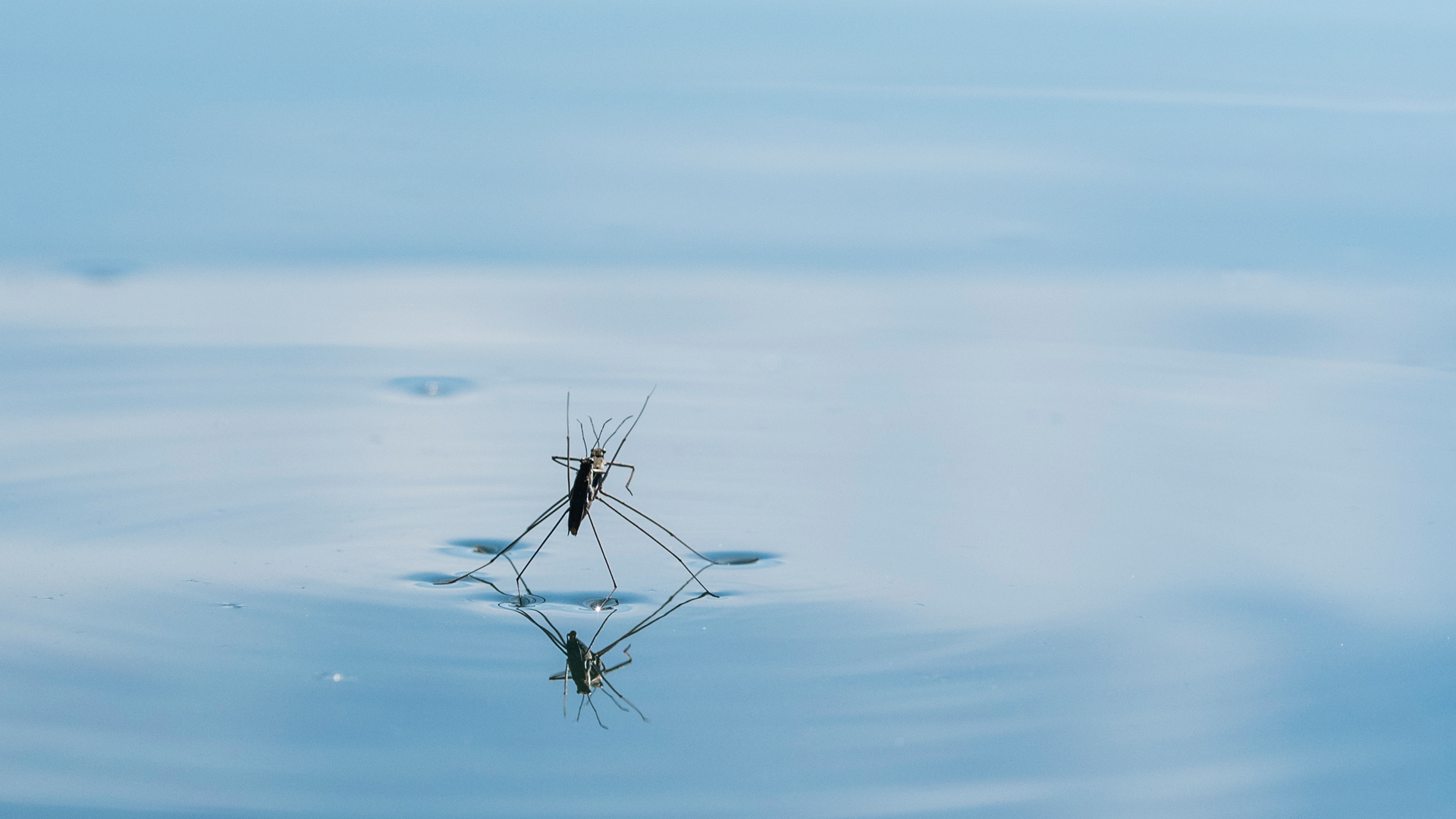 Wasserläufer