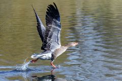 wasserläufer