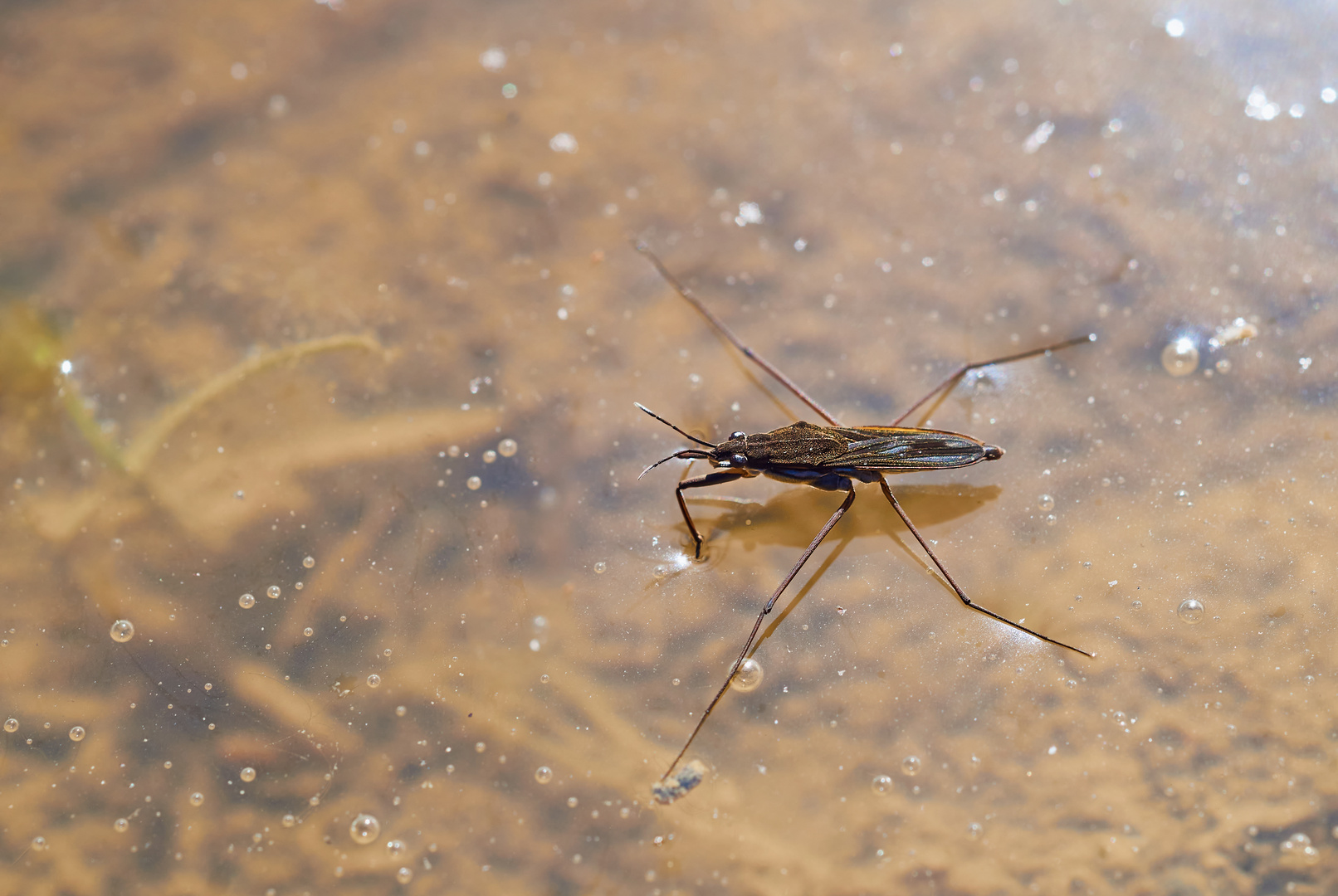 Wasserläufer 