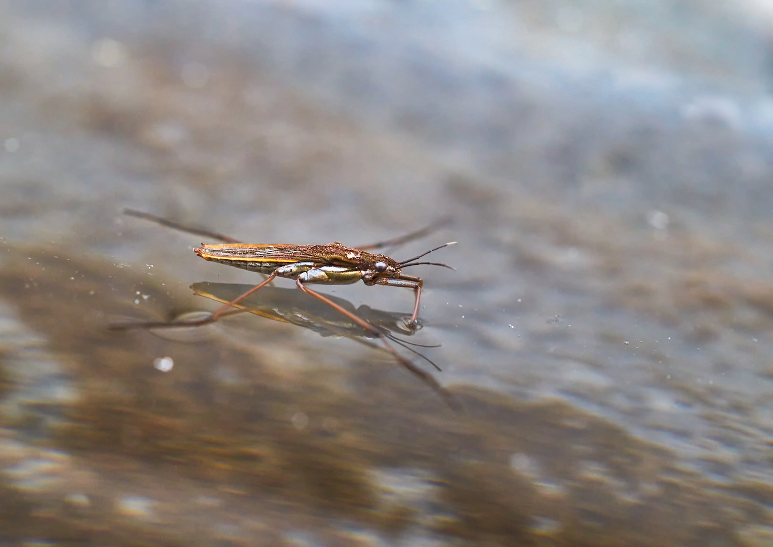 Wasserläufer