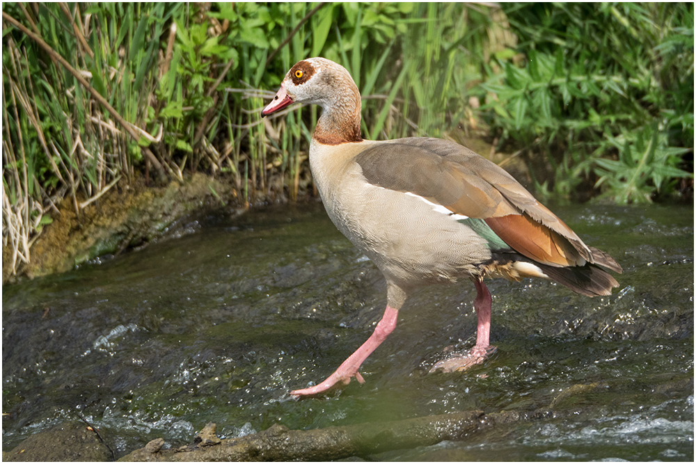 Wasserläufer