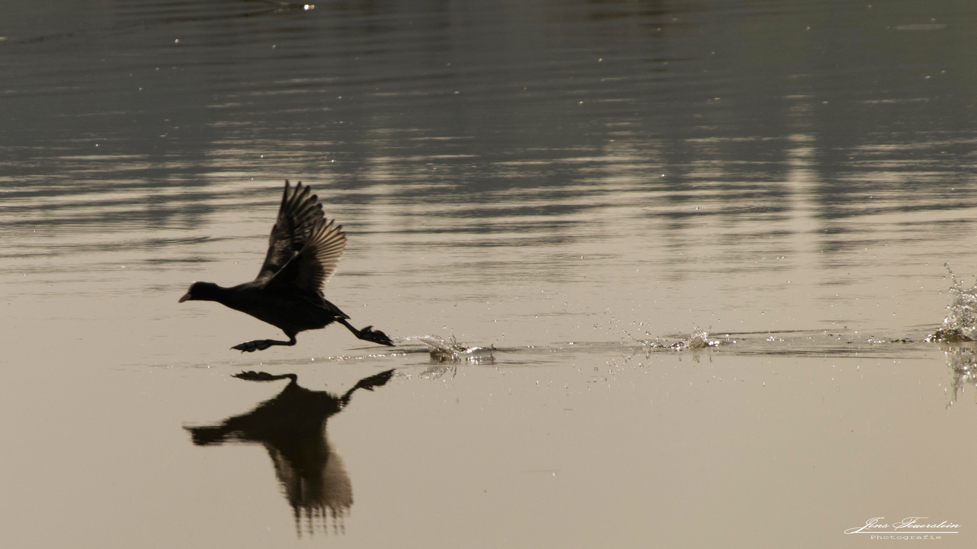 Wasserläufer