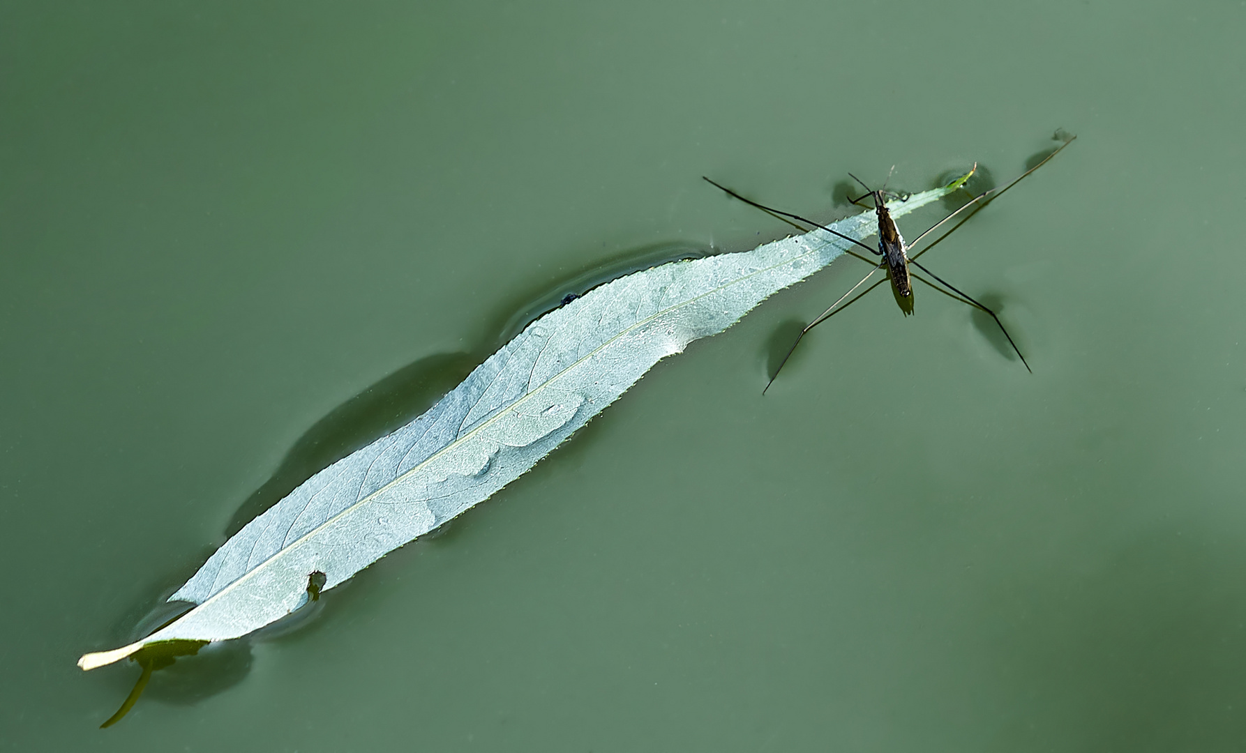 Wasserläufer