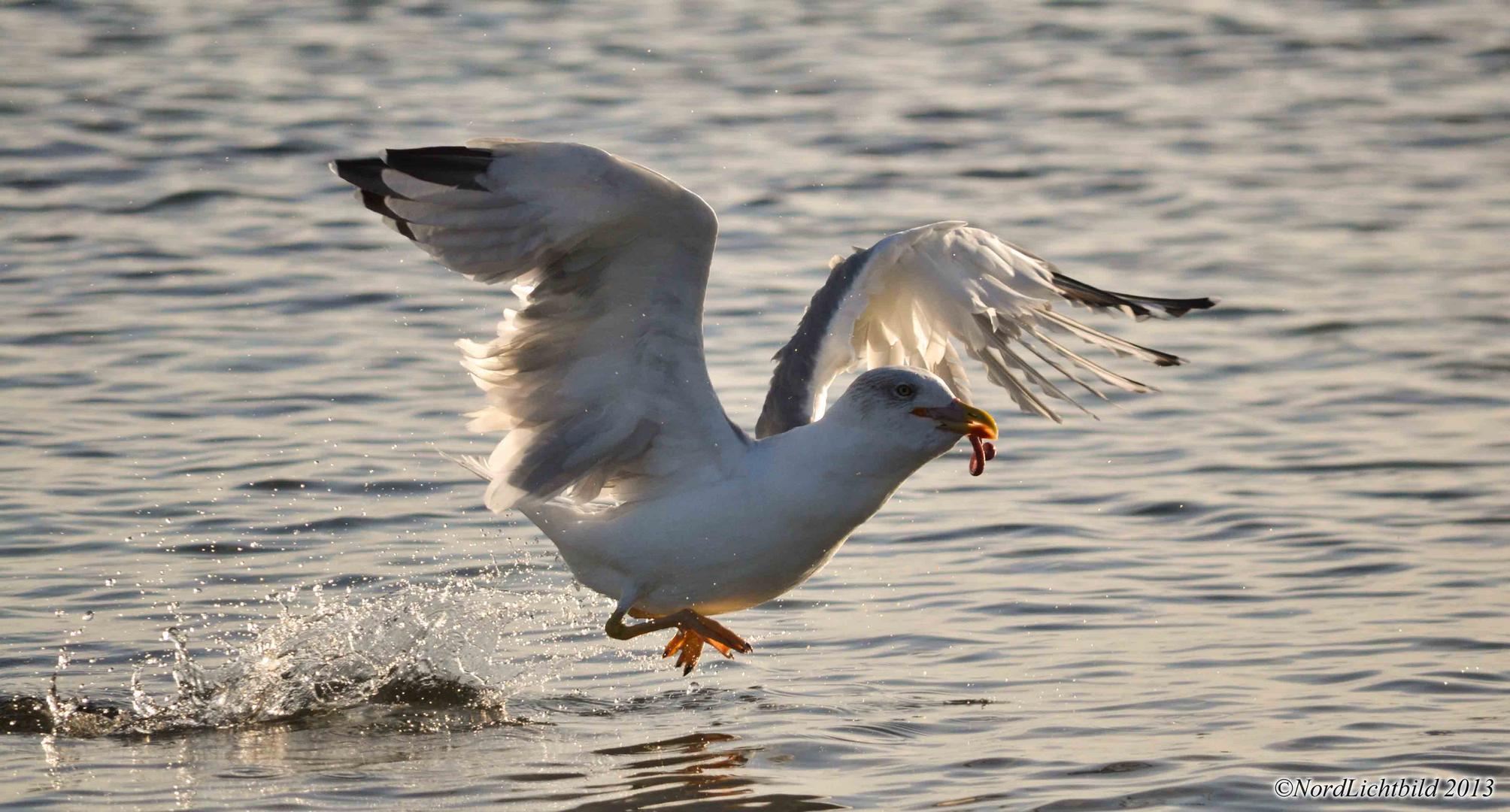 Wasserläufer