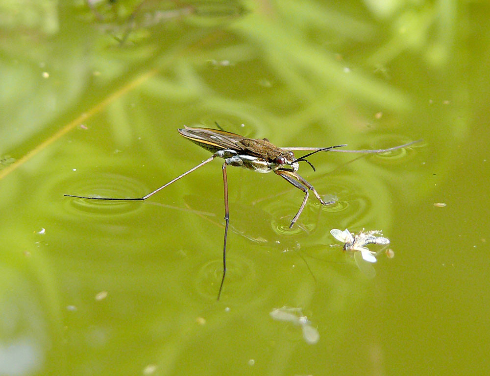 Wasserläufer...