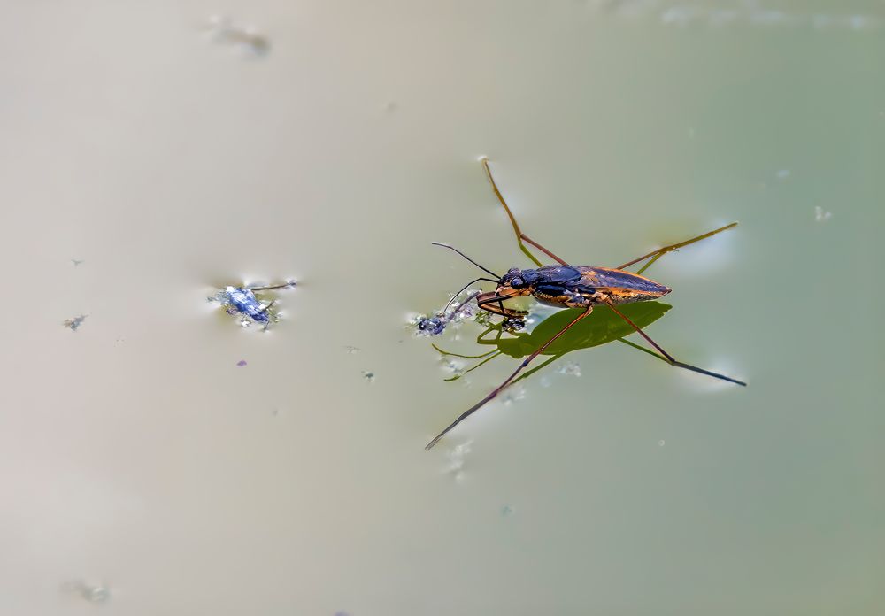 Wasserläufer