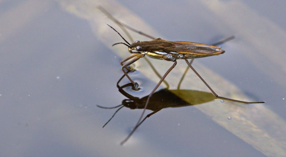 Wasserläufer