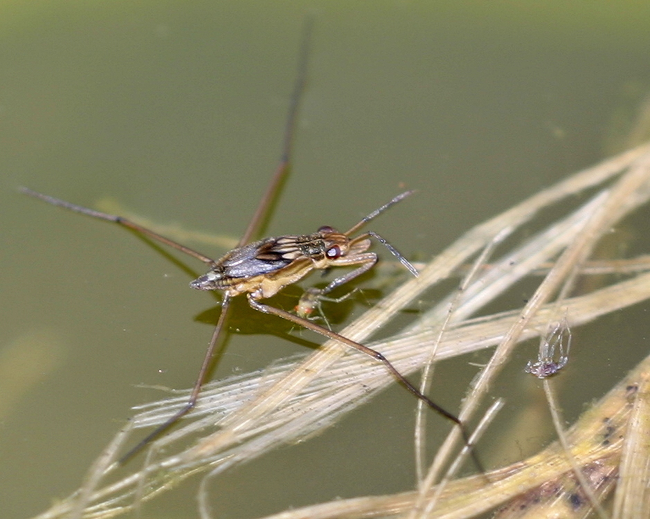 Wasserläufer