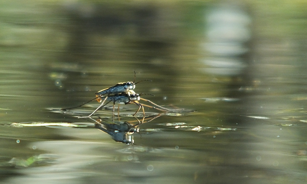 Wasserläufer