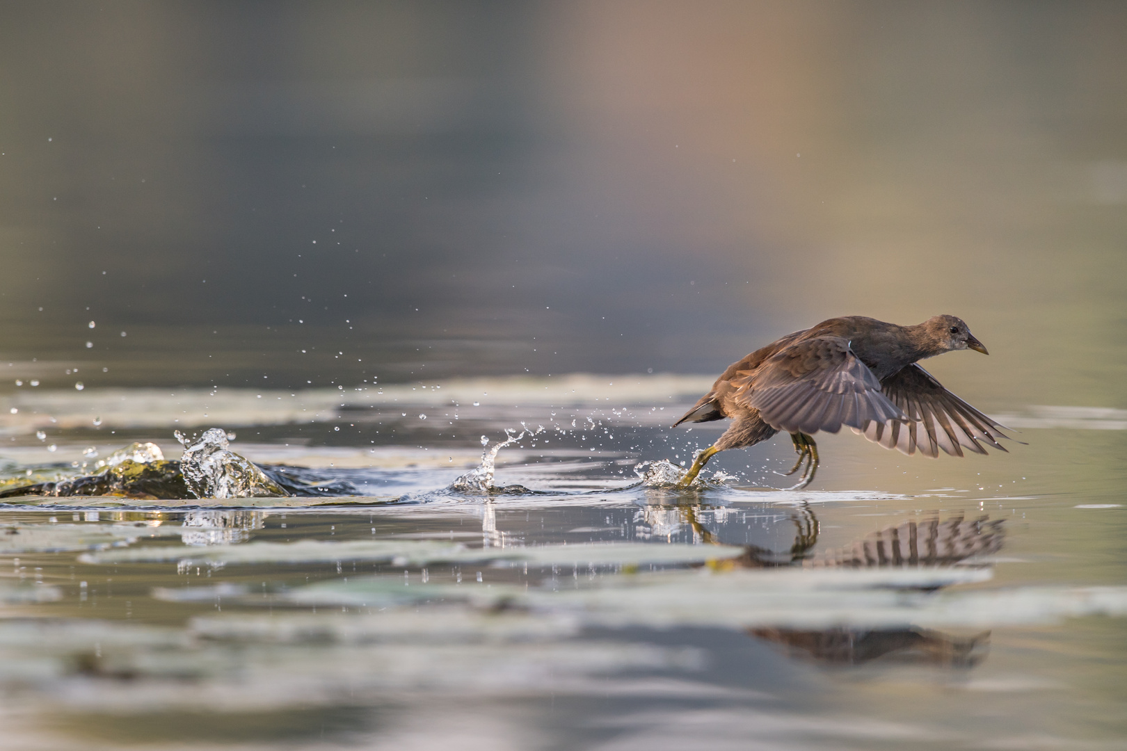 Wasserläufer