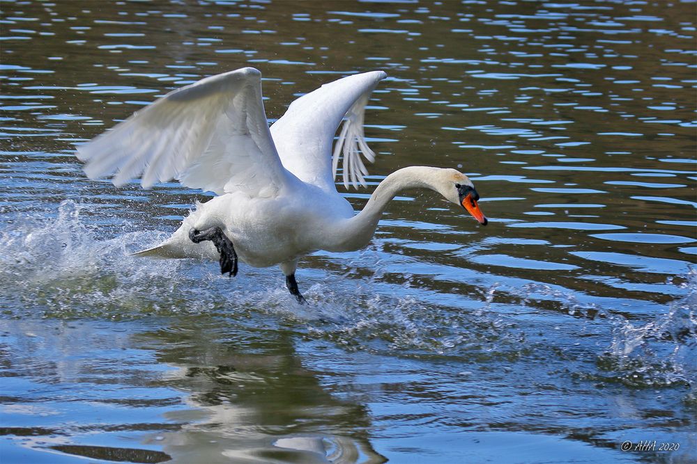 Wasserläufer