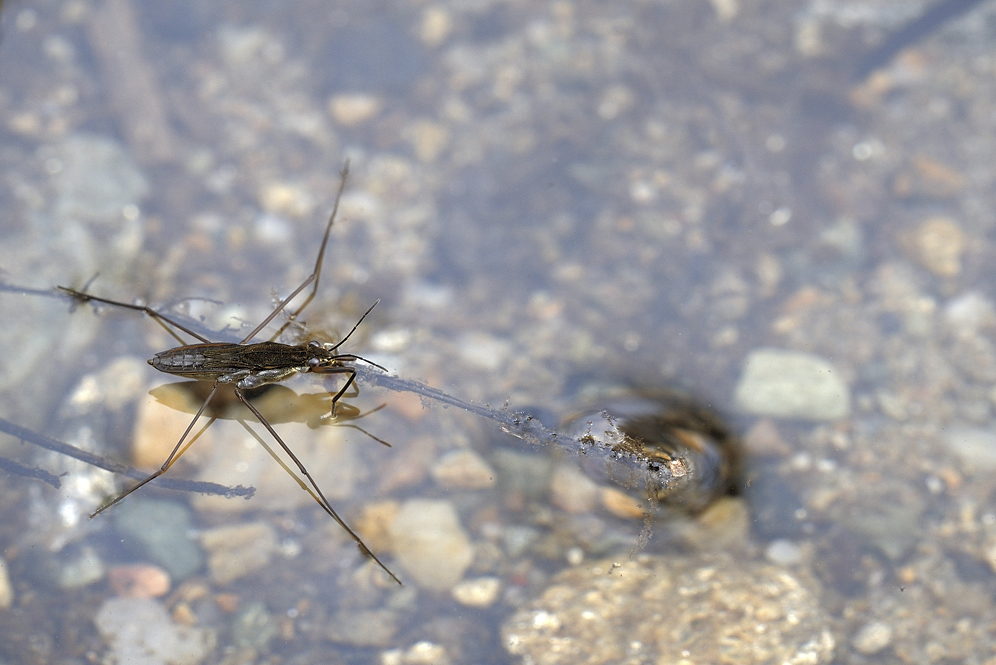 Wasserläufer