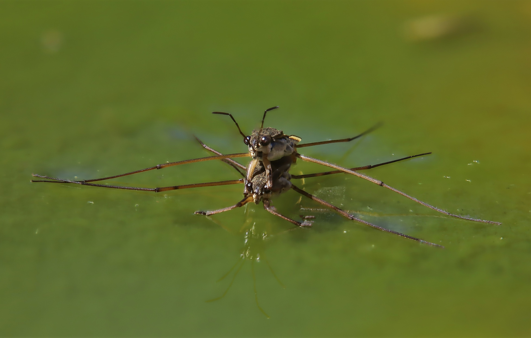 Wasserläufer