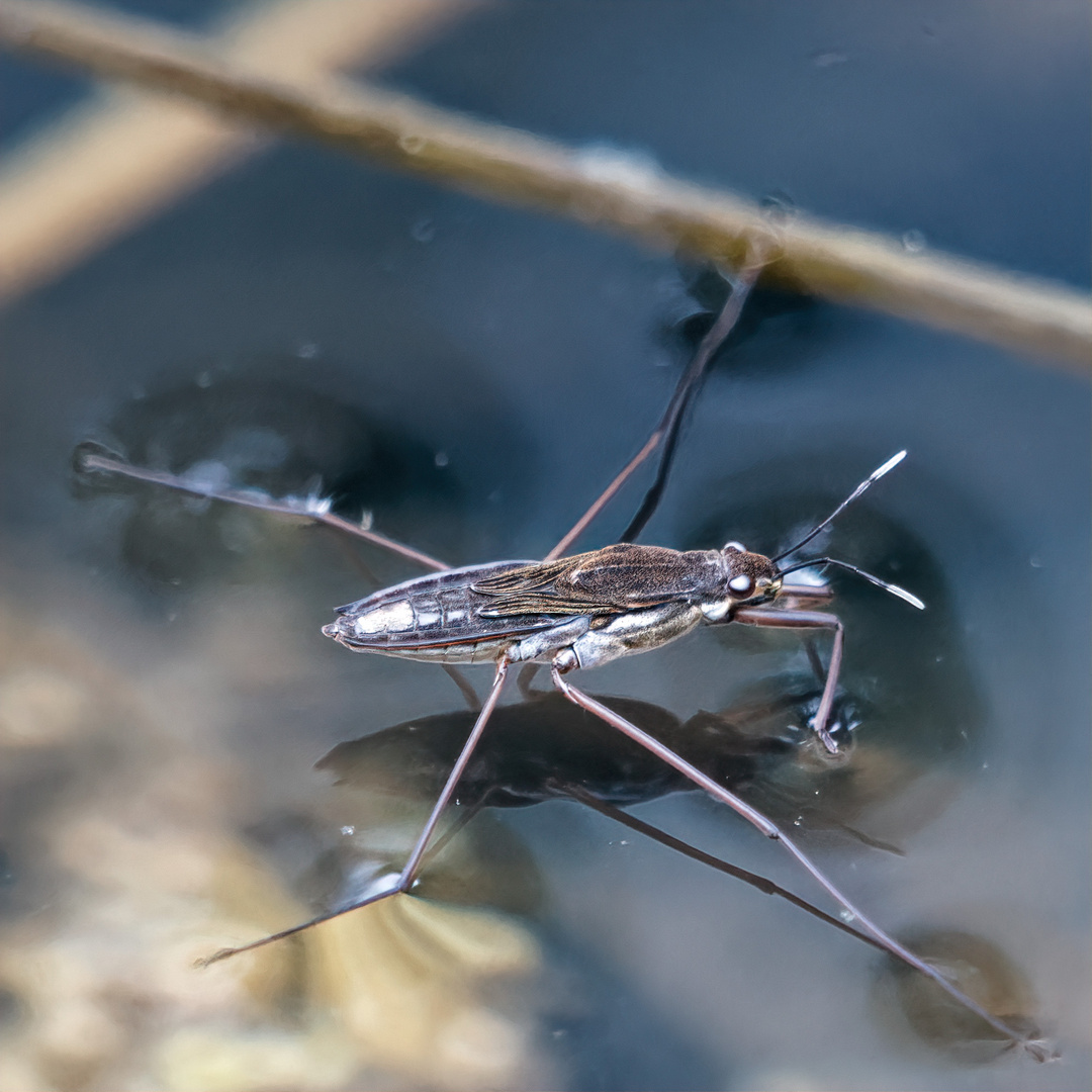 Wasserläufer