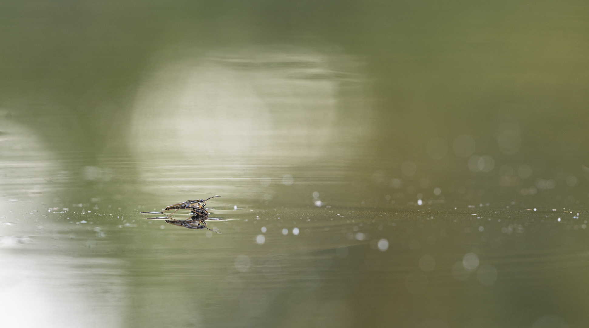 ___Wasserläufer_______