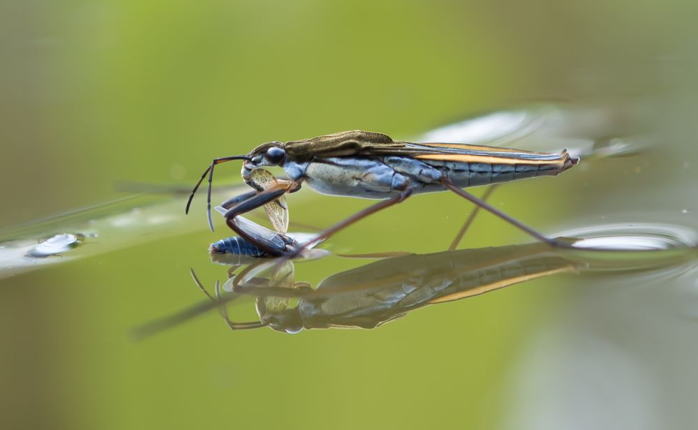 Wasserläufer