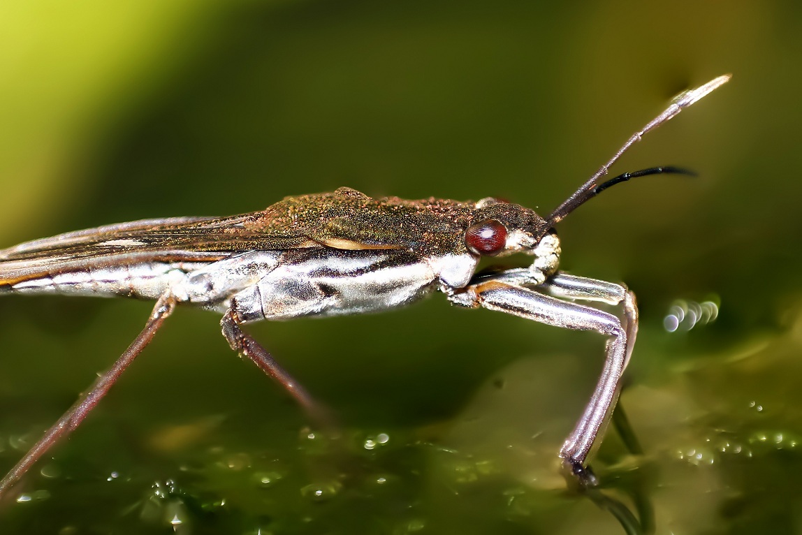 Wasserläufer