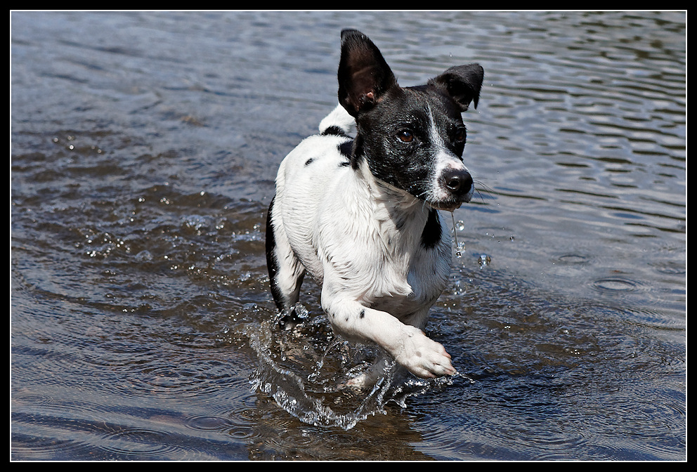 Wasserläufer