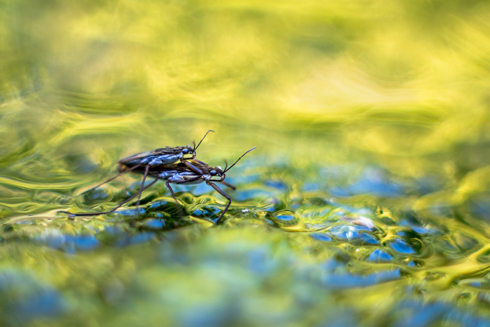 Wasserläufer