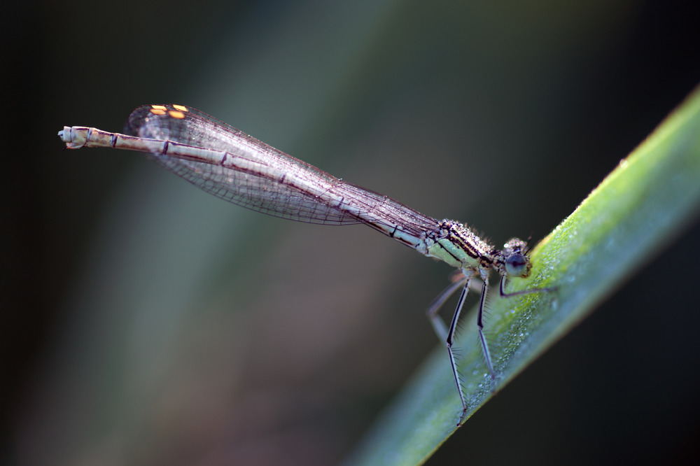 Wasserläufer