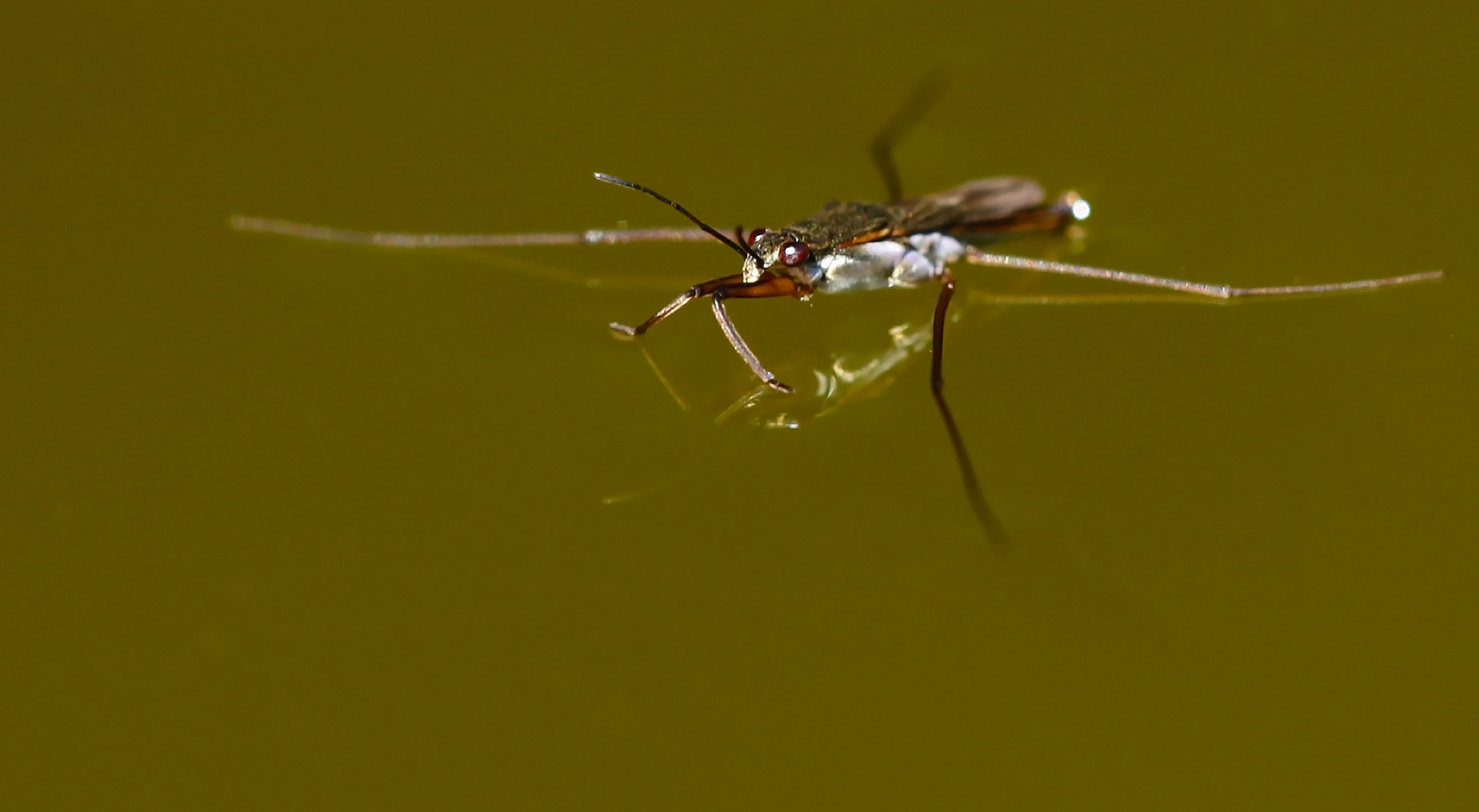 Wasserläufer