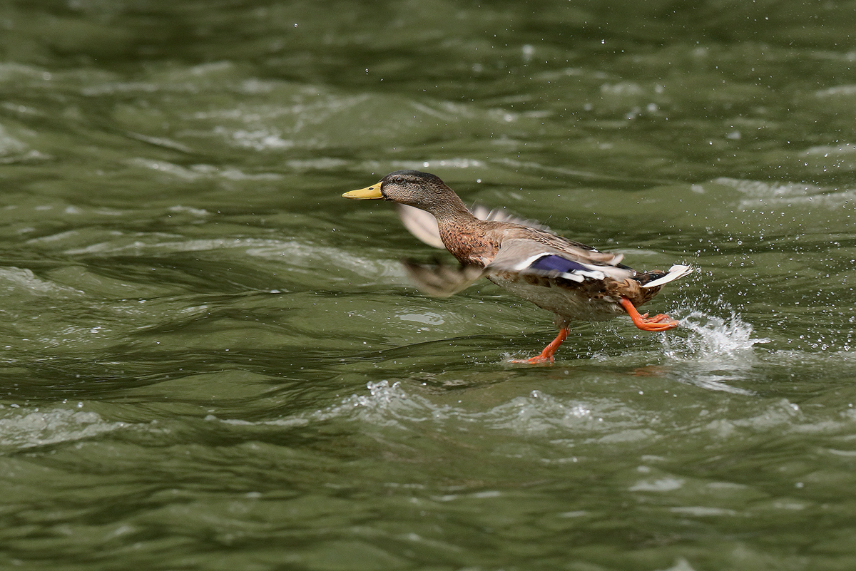 Wasserläufer