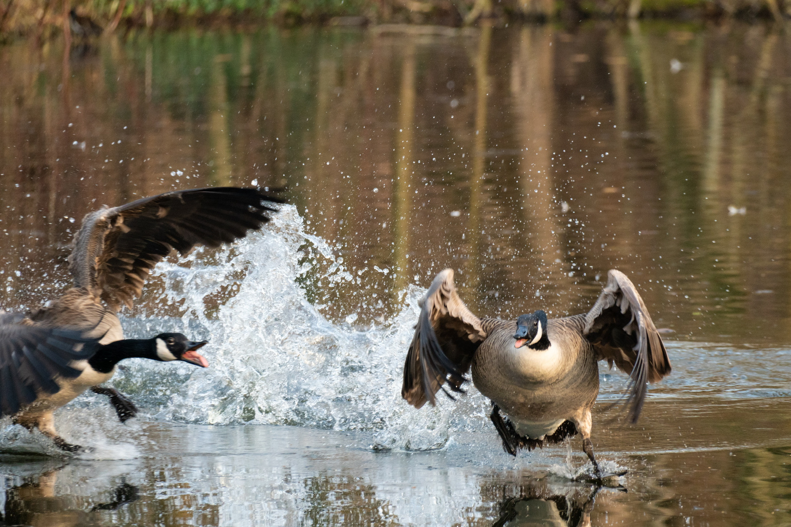 Wasserläufer