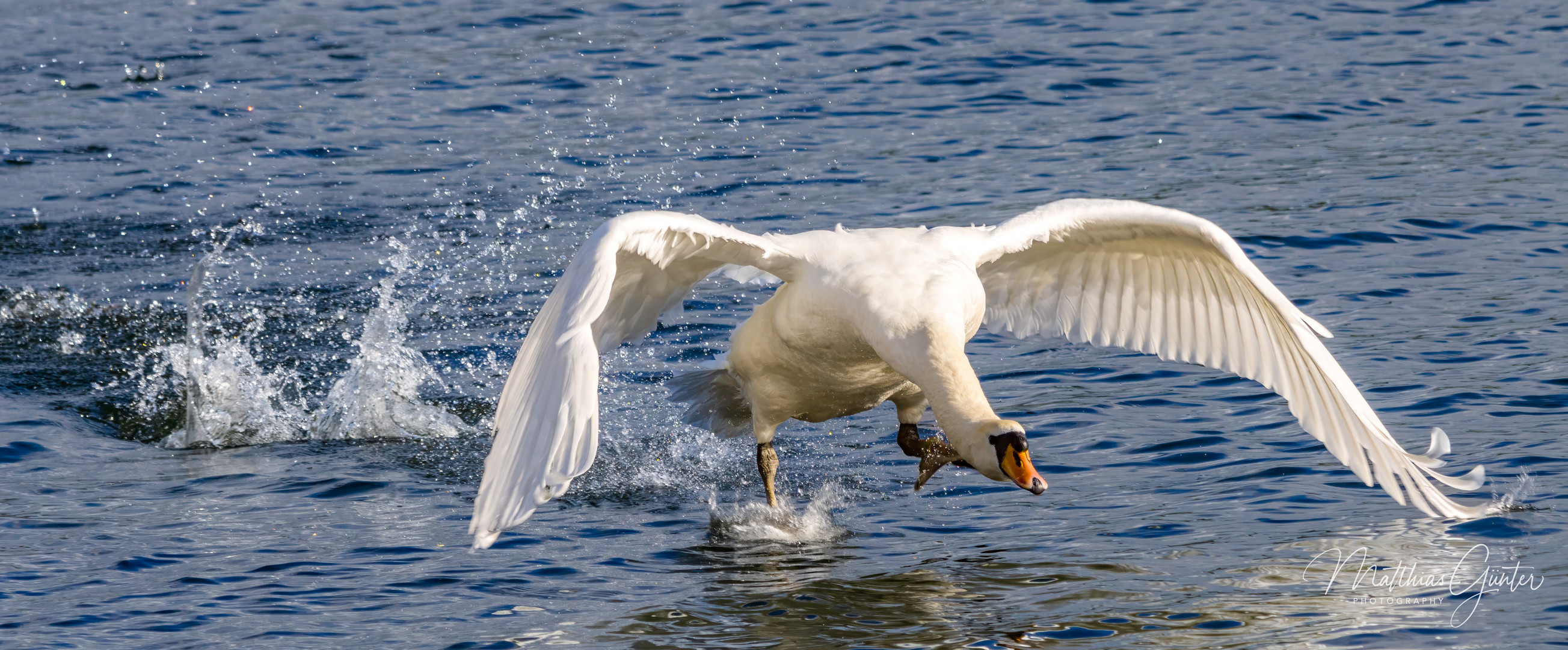 Wasserläufer