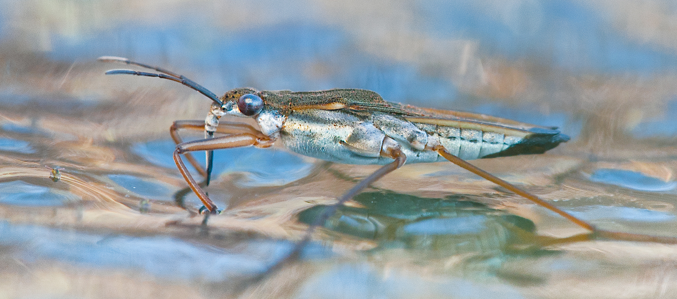 Wasserläufer